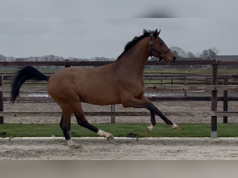 Oldenbourg Étalon 3 Ans 162 cm Bai in Zieuwent