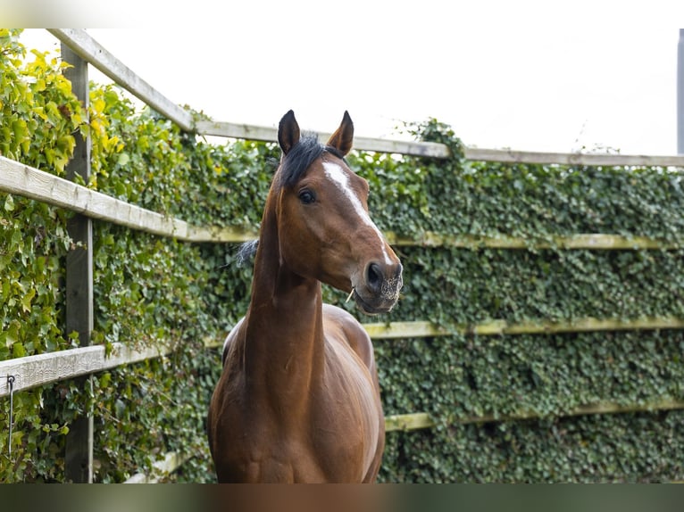 Oldenbourg Étalon 3 Ans 162 cm Bai in Waddinxveen