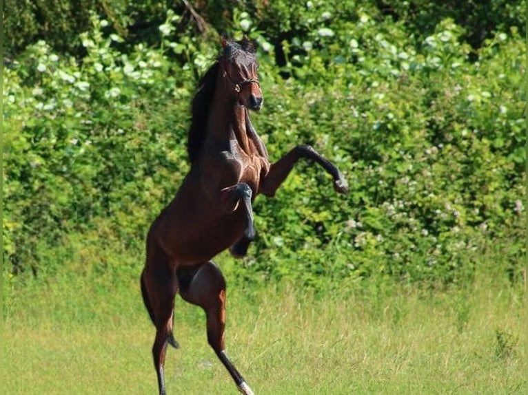 Oldenbourg Étalon 3 Ans 163 cm Bai brun in Radeburg