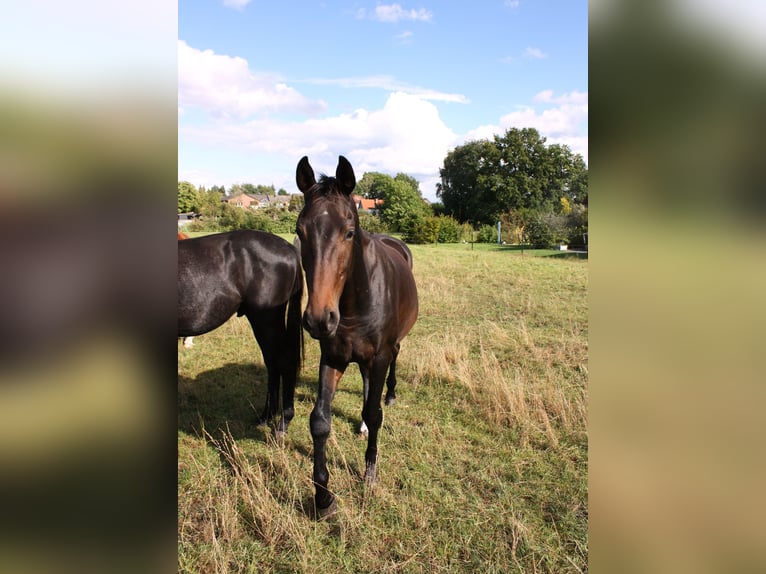 Oldenbourg Étalon 3 Ans 163 cm Bai brun foncé in Ehra-Lessien