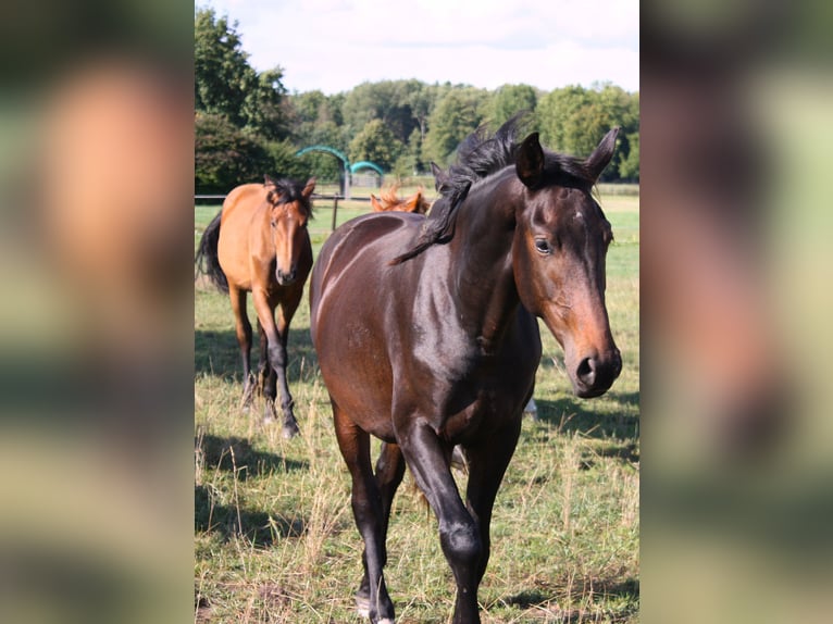 Oldenbourg Étalon 3 Ans 163 cm Bai brun foncé in Ehra-Lessien