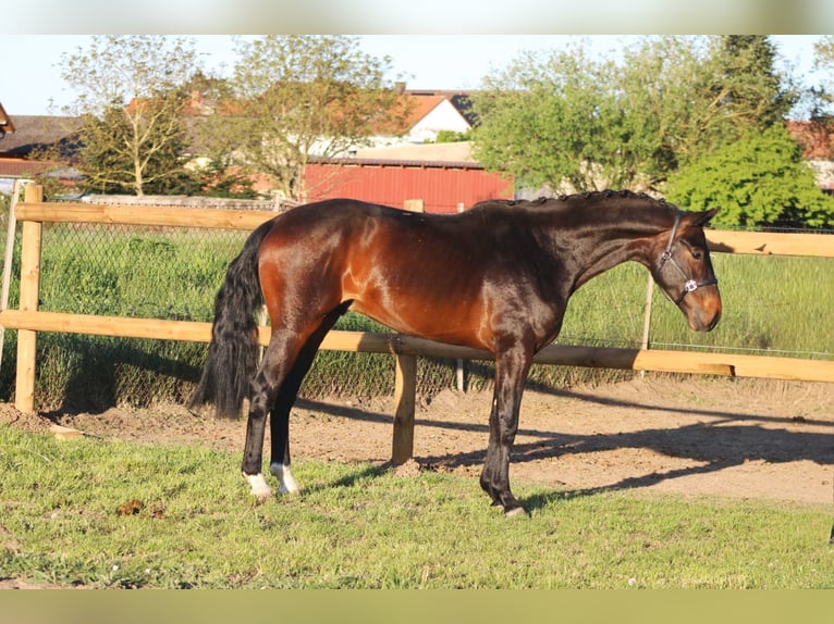 Oldenbourg Étalon 3 Ans 164 cm Bai brun in Weiterstadt