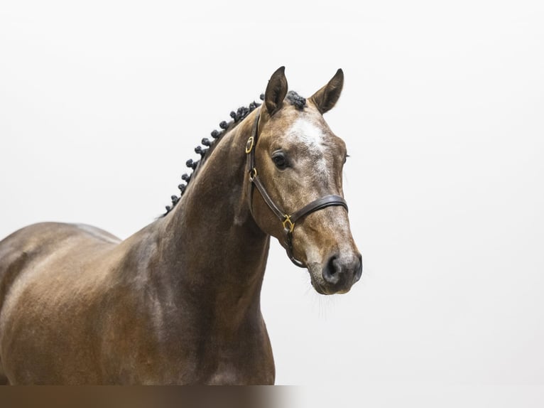 Oldenbourg Étalon 3 Ans 164 cm  in Waddinxveen