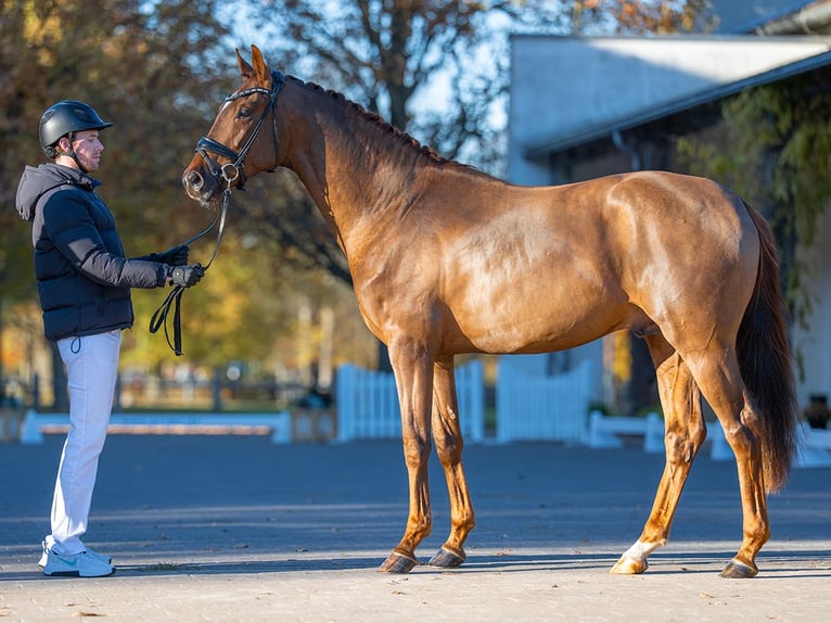 Oldenbourg Étalon 3 Ans 165 cm Alezan brûlé in Redefin