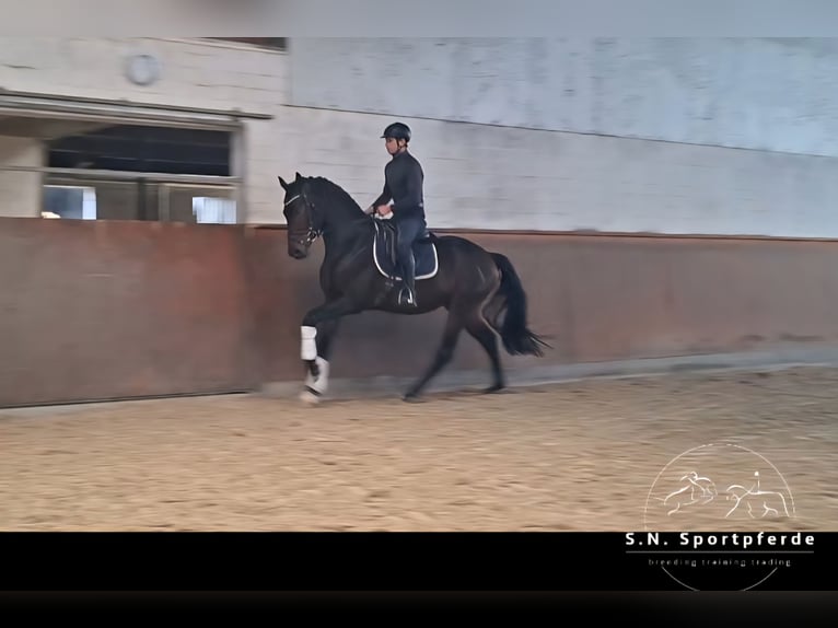 Oldenbourg Étalon 3 Ans 165 cm Bai in Regesbostelre