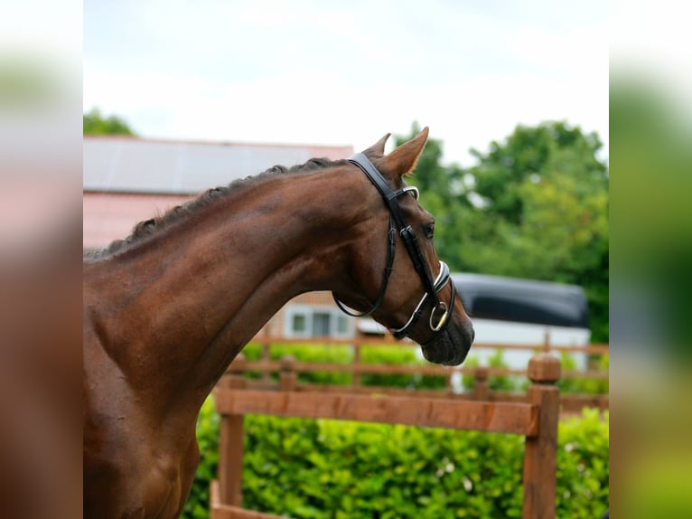 Oldenbourg Étalon 3 Ans 166 cm Alezan brûlé in Bramsche