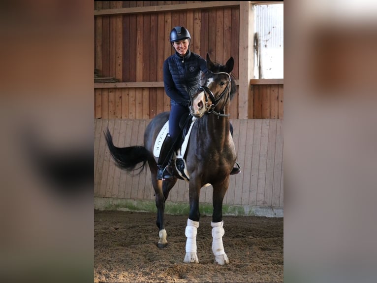 Oldenbourg Étalon 3 Ans 166 cm Bai brun in F&#xFC;rstenau