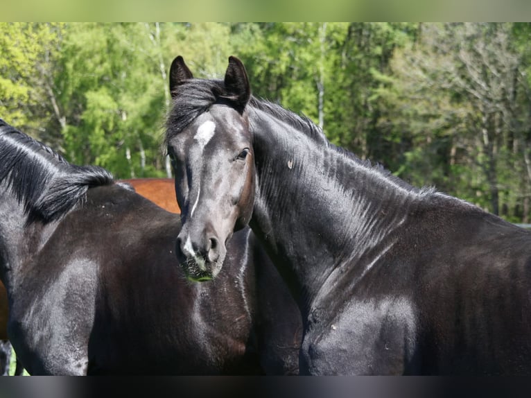 Oldenbourg Étalon 3 Ans 166 cm Noir in Werlte