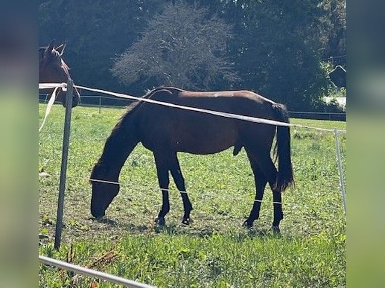 Oldenbourg Étalon 3 Ans 167 cm Bai brun in Überlingen