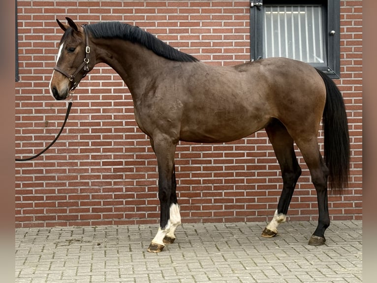 Oldenbourg Étalon 3 Ans 167 cm Bai in Zieuwent