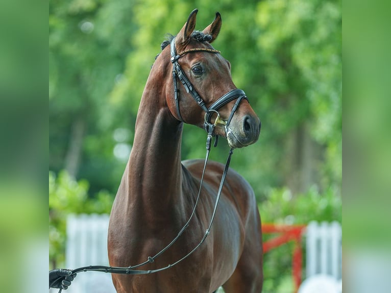 Oldenbourg Étalon 3 Ans 167 cm Bai in Münster