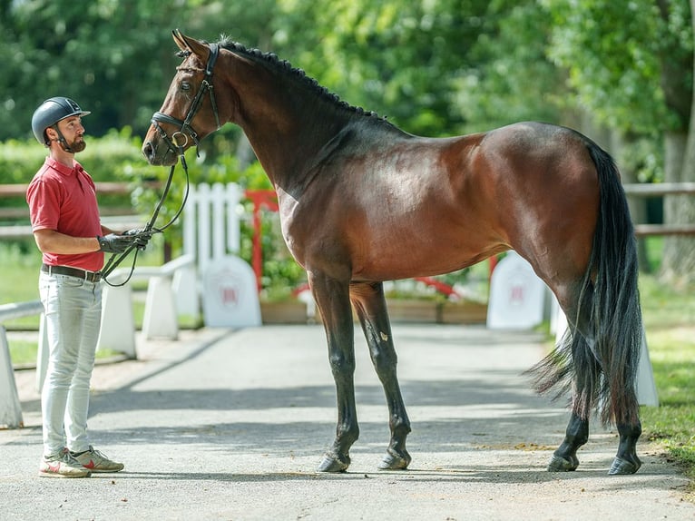 Oldenbourg Étalon 3 Ans 167 cm Bai in Münster