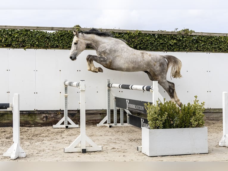 Oldenbourg Étalon 3 Ans 167 cm Gris in Waddinxveen