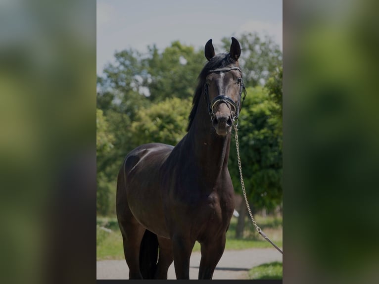 Oldenbourg Étalon 3 Ans 168 cm Bai brun in Susteren