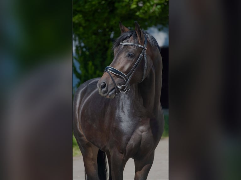 Oldenbourg Étalon 3 Ans 168 cm Bai brun in Susteren