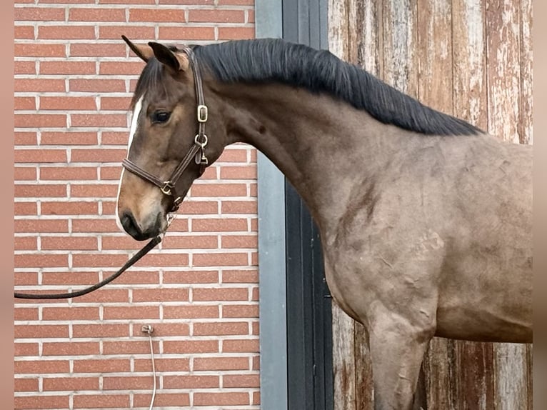 Oldenbourg Étalon 3 Ans 168 cm Bai in Zieuwent