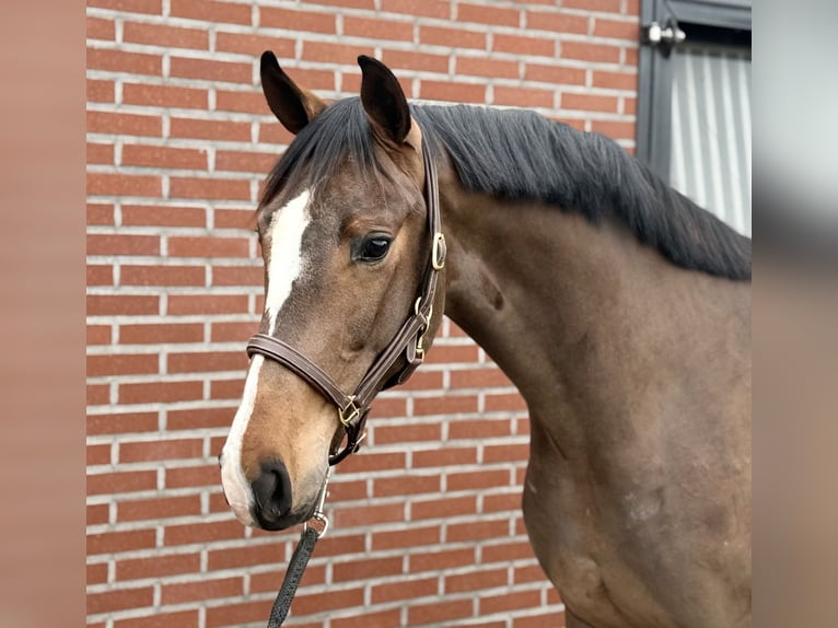 Oldenbourg Étalon 3 Ans 168 cm Bai in Zieuwent