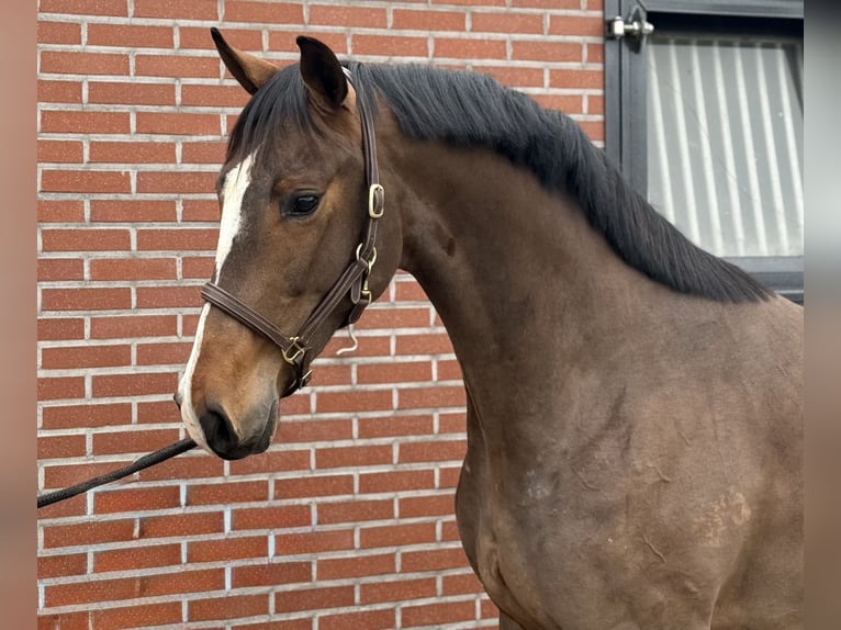 Oldenbourg Étalon 3 Ans 168 cm Bai in Zieuwent