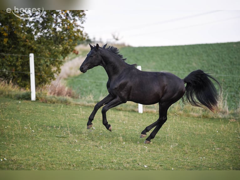 Oldenbourg Étalon 3 Ans 168 cm Noir in Chwarstnica
