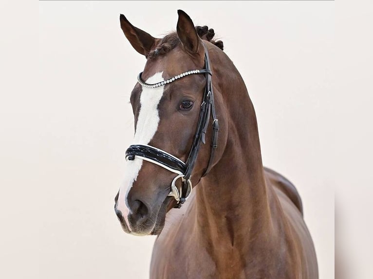 Oldenbourg Étalon 3 Ans 169 cm Alezan brûlé in Vechta