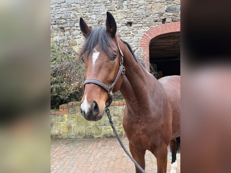 Oldenbourg Étalon 3 Ans 169 cm Bai in Bramsche