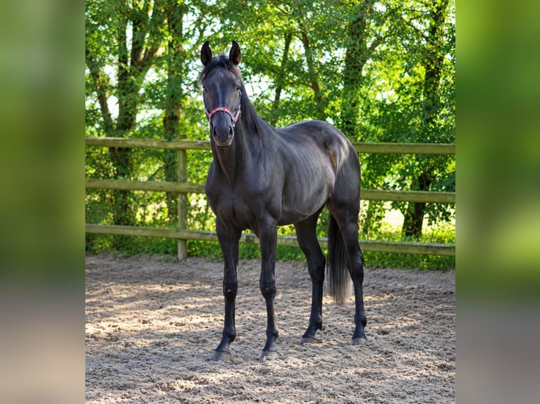Oldenbourg Étalon 3 Ans 169 cm Noir in Radeburg