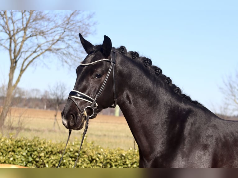 Oldenbourg Étalon 3 Ans 169 cm Noir in Reeßum