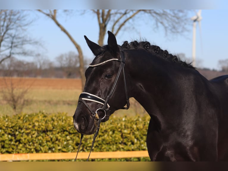 Oldenbourg Étalon 3 Ans 169 cm Noir in Reeßum