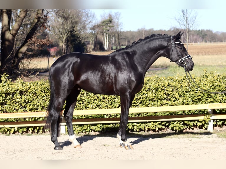 Oldenbourg Étalon 3 Ans 169 cm Noir in Reeßum