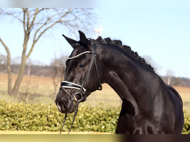 Oldenbourg Étalon 3 Ans 169 cm Noir in Reeßum