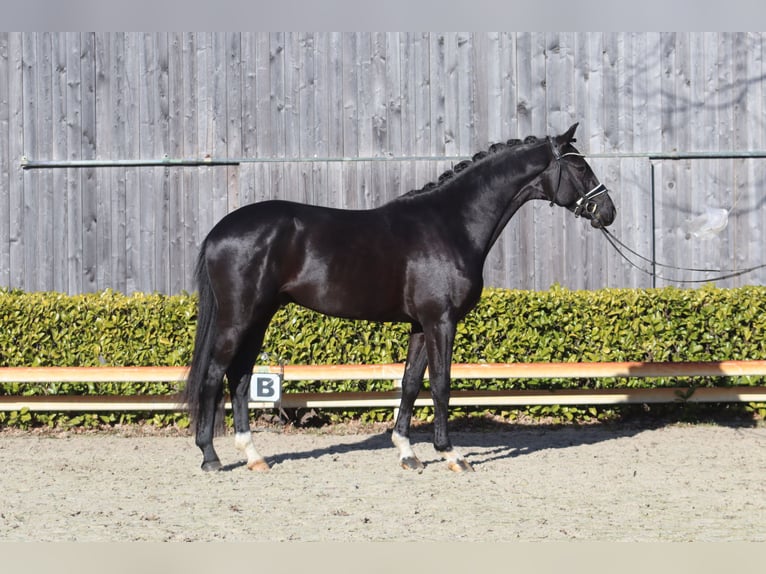 Oldenbourg Étalon 3 Ans 169 cm Noir in Reeßum