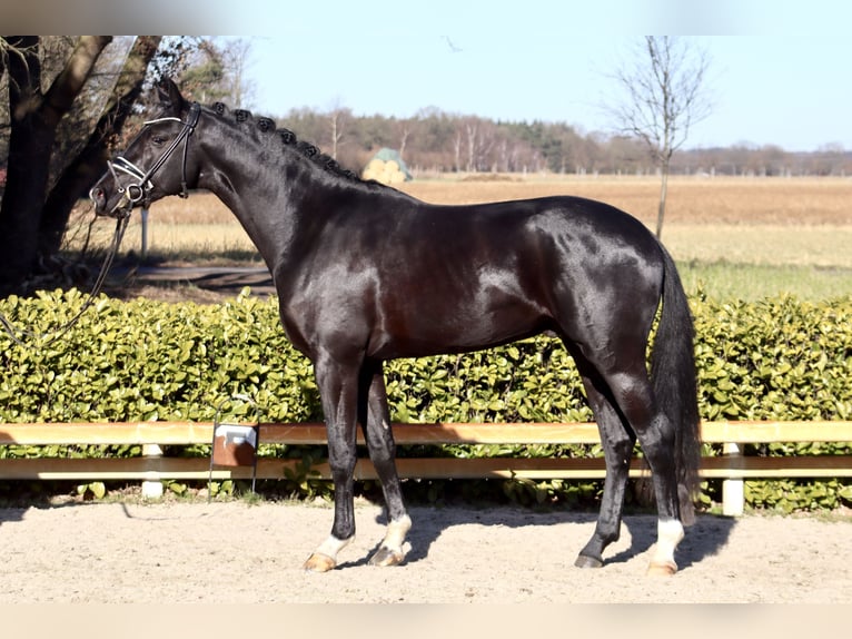 Oldenbourg Étalon 3 Ans 169 cm Noir in Reeßum