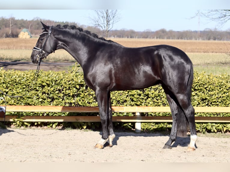 Oldenbourg Étalon 3 Ans 169 cm Noir in Reeßum