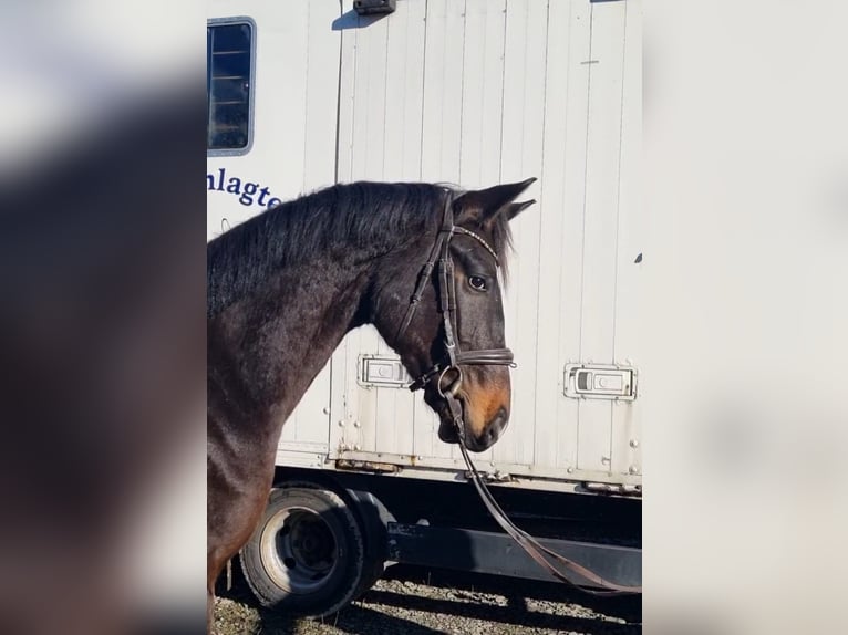 Oldenbourg Étalon 3 Ans 170 cm Bai brun in Kürten