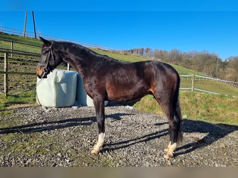 Oldenbourg Étalon 3 Ans 170 cm Bai brun in Kürten