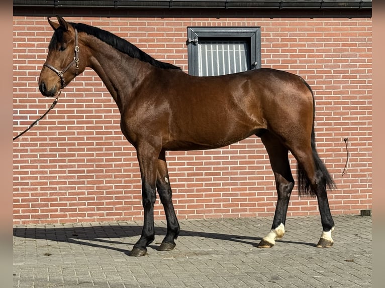 Oldenbourg Étalon 3 Ans 170 cm Bai in Zieuwent