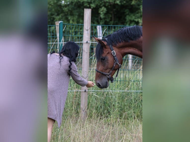 Oldenbourg Étalon 3 Ans 170 cm Bai in Hiddenhausen