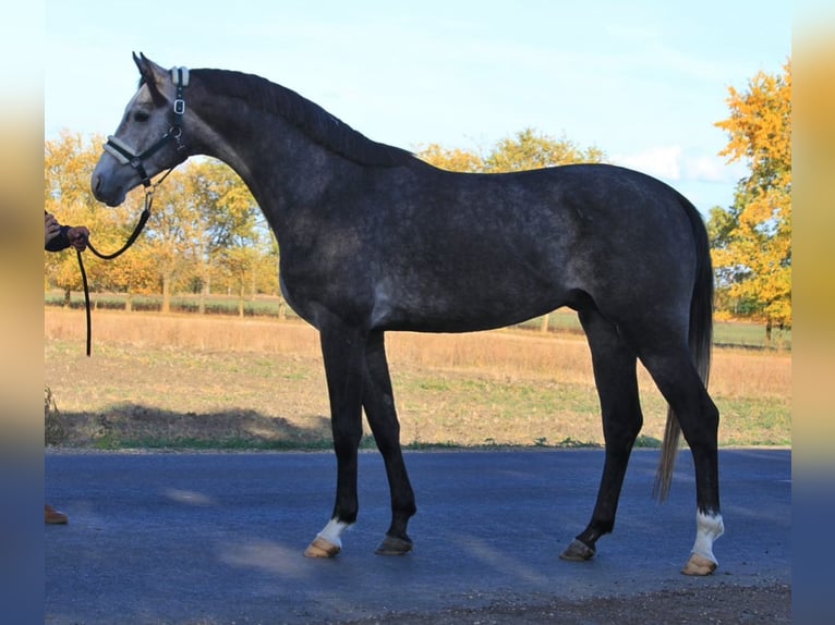 Oldenbourg Étalon 3 Ans 170 cm Gris in Borsdorf