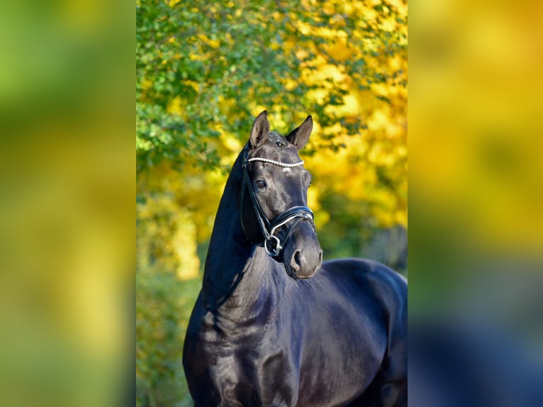 Oldenbourg Étalon 3 Ans 170 cm Noir in Vechta