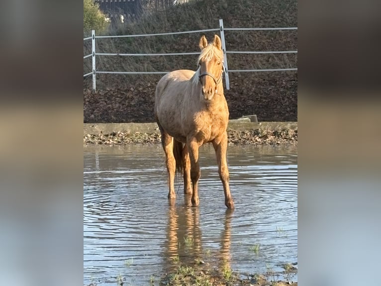 Oldenbourg Étalon 3 Ans 170 cm Palomino in Brockum