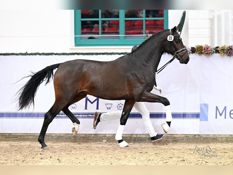 Oldenbourg Étalon 3 Ans 171 cm Bai brun foncé in Menslage