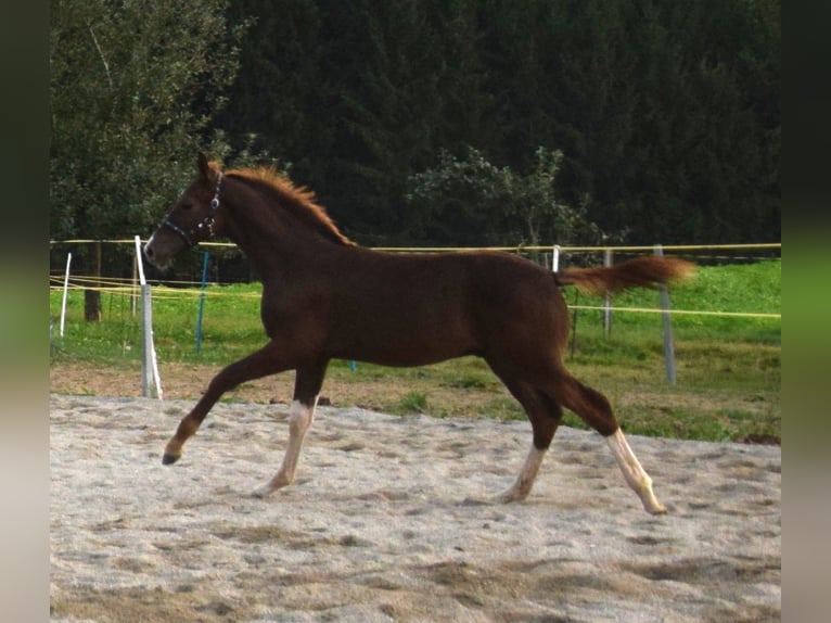 Oldenbourg Étalon 3 Ans 172 cm Alezan brûlé in Isny im Allgäu