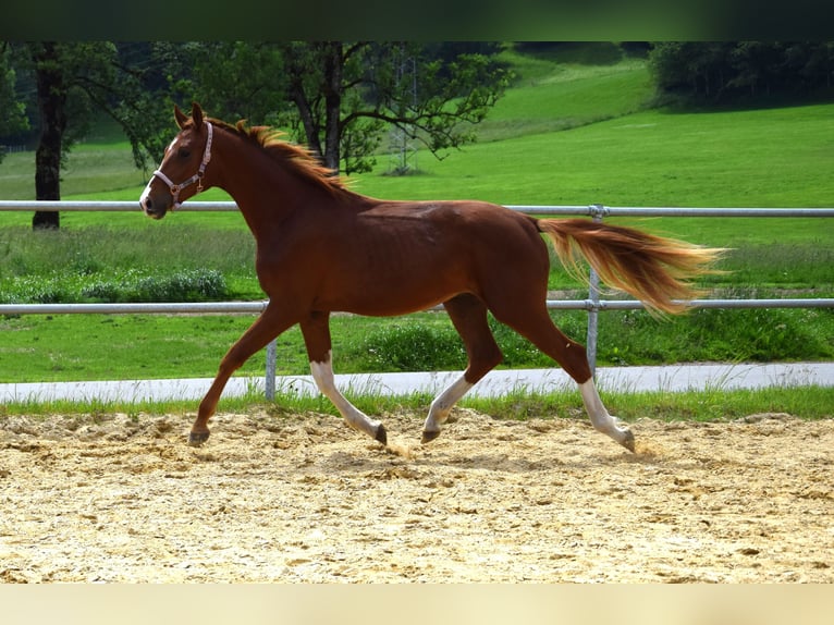 Oldenbourg Étalon 3 Ans 172 cm Alezan brûlé in Isny im Allgäu