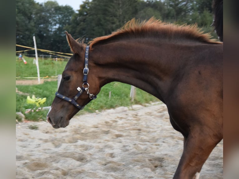 Oldenbourg Étalon 3 Ans 172 cm Alezan brûlé in Isny im Allgäu