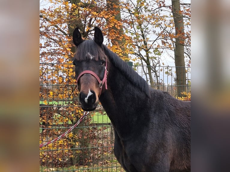 Oldenbourg Étalon 3 Ans 172 cm Bai brun in Lindern (Oldenburg)