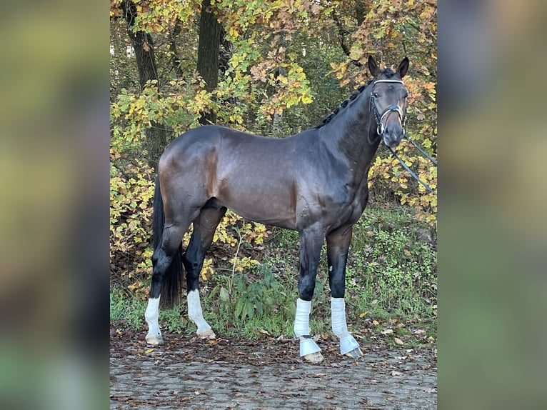 Oldenbourg Étalon 3 Ans 172 cm Bai brun in Friesoythe