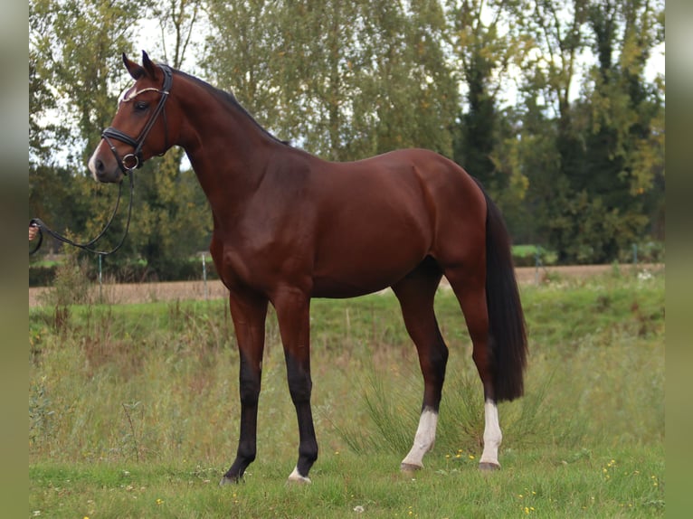 Oldenbourg Étalon 3 Ans 173 cm Bai in Cappeln (Oldenburg)