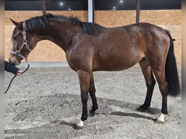 Oldenbourg Étalon 3 Ans 173 cm Bai in Wettrup