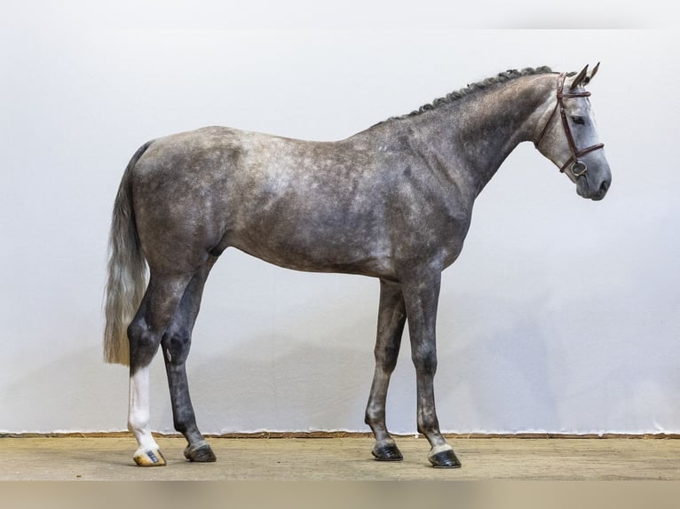 Oldenbourg Étalon 3 Ans 174 cm Gris in Waddinxveen
