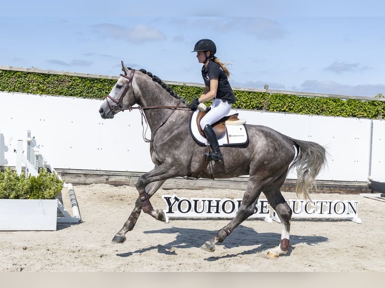 Oldenbourg Étalon 3 Ans 174 cm Gris in Waddinxveen